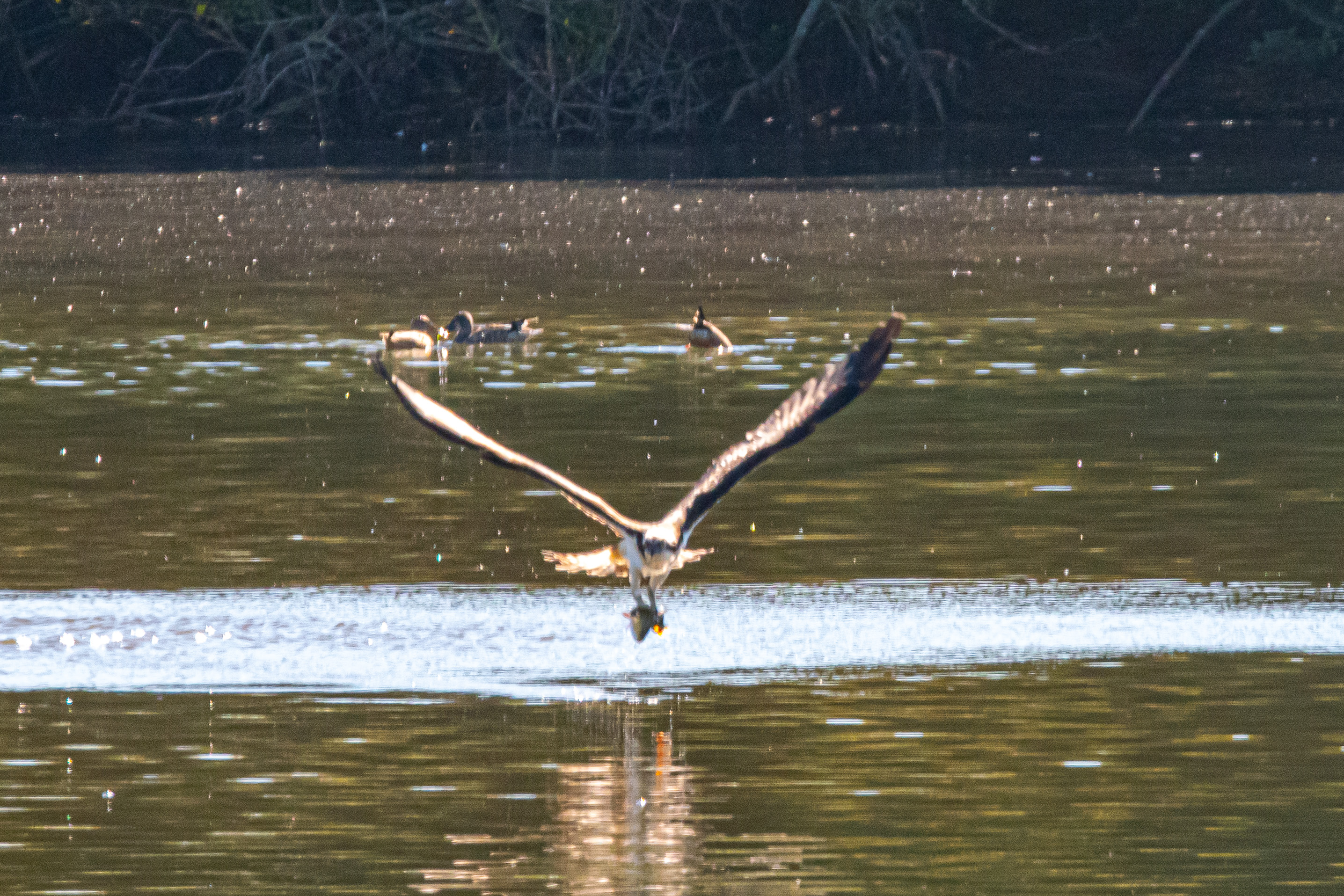 Envol d'un Balbuzard pêcheur juvénile (Osprey, Pandion haliaetus)  venant de capturer un gros rotengle (Rudd, Scardinius erythrophtalmus) sur le Dépôt 54 de la Réserve Naturelle de Mont-Bernanchon.